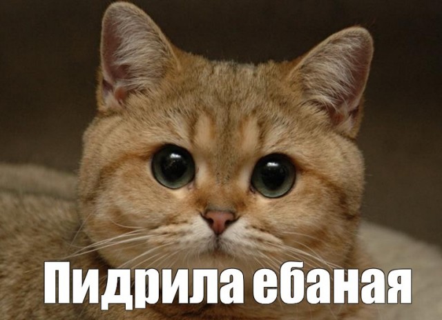 Зверь атакует