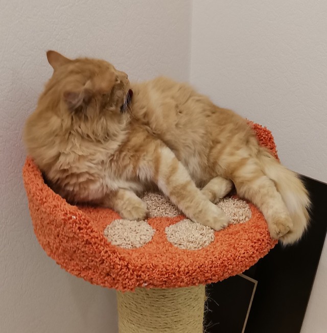 Котовоскресенье