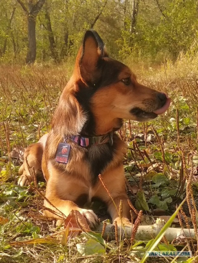 Собачий четверг же