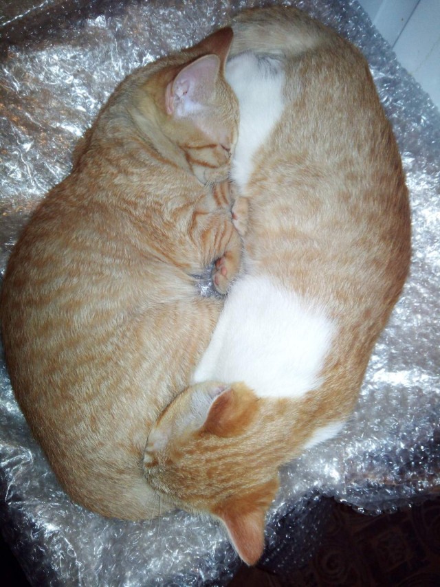 А это мой котан к котовторнику
