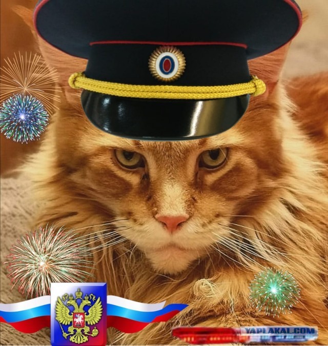 Котовторник! Пара фоток суровых котов.