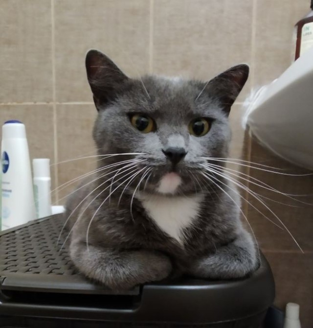 Котовторник! Пара фоток суровых котов.