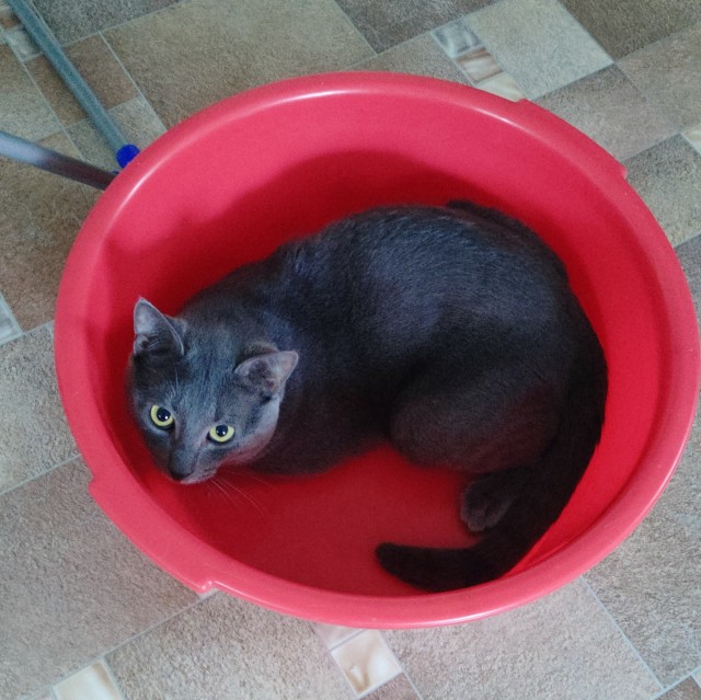 К котовторнику