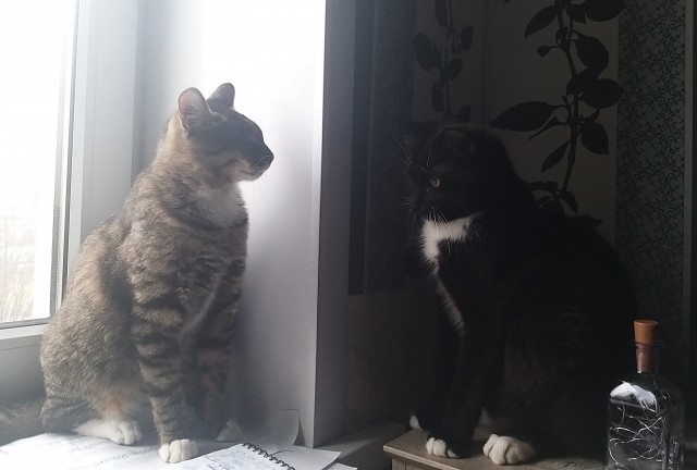 Котовторник 07.06.2022
