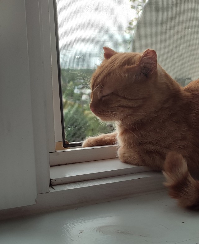 Ура! Котовторник.