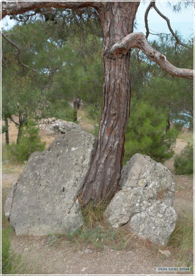 Крым. Мыс Ая. Деревья моря.