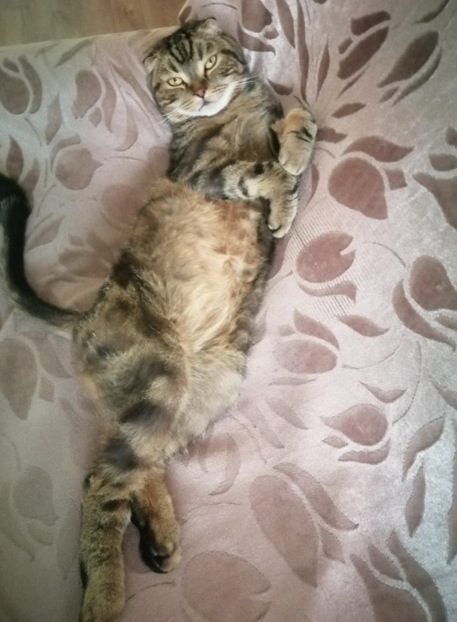 Котовторник 18.10.22