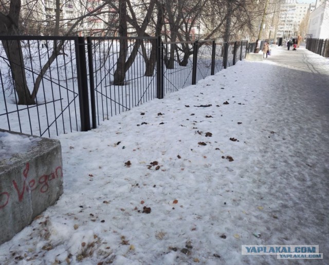 Почему собачники не убирают за своими питомцами?