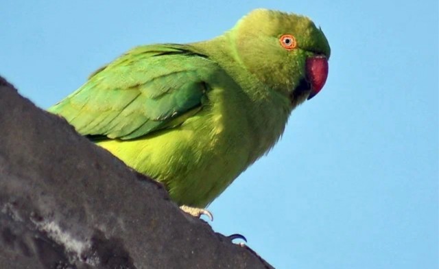 Двое мужчин получили пожизненный срок после того, как их сдал попугай