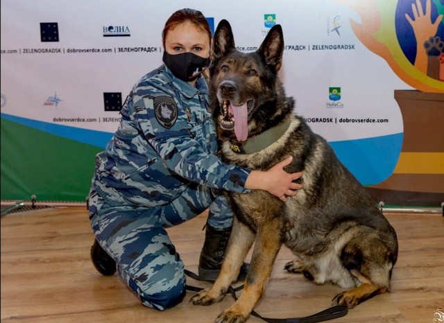 Подборка служебных собак