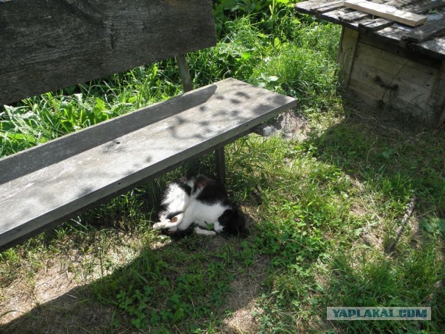 Жизнь домашнего приюта для котеек 453