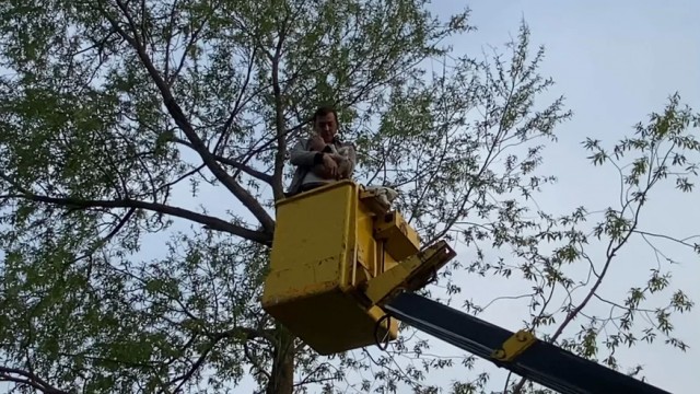 Почему кошка не может сразу спуститься с дерева и нужно ли ее снимать
