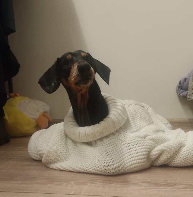 Comedy Pet Photo Awards 2020