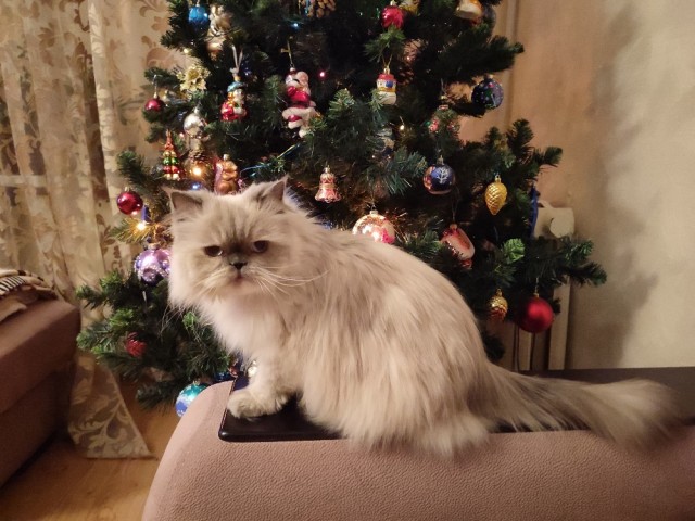 Толстые коты
