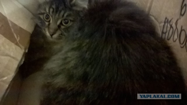 Жизнь домашнего приюта для котеек 478