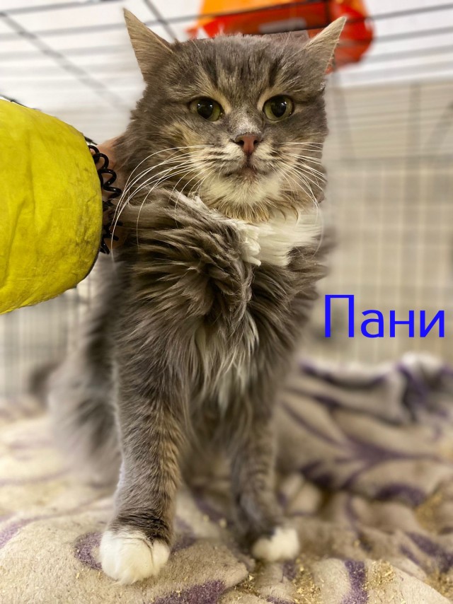Жизнь домашнего приюта "Котоленд" 426