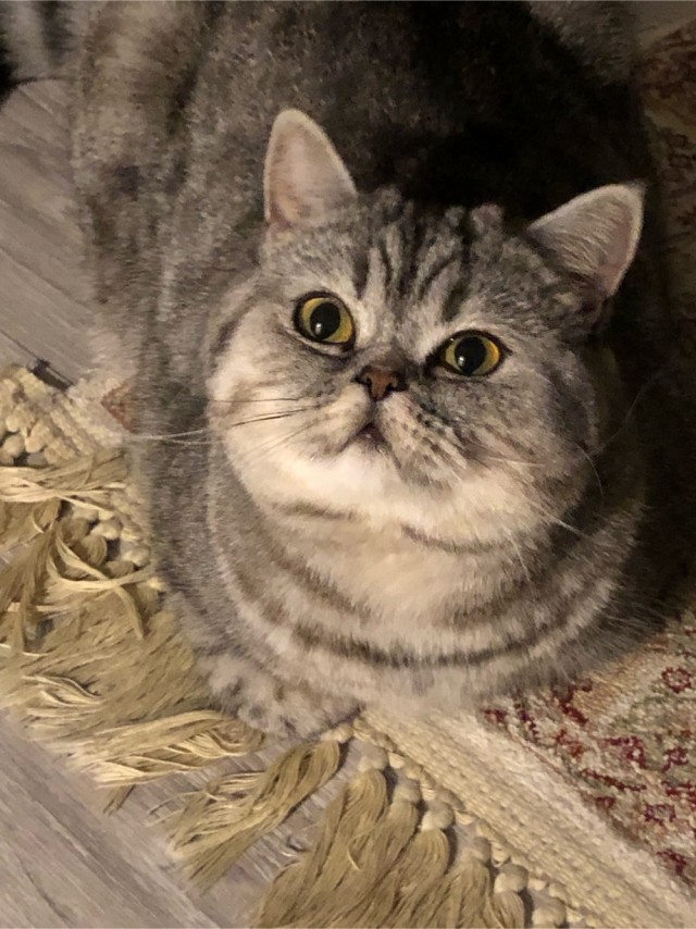 Котовторник