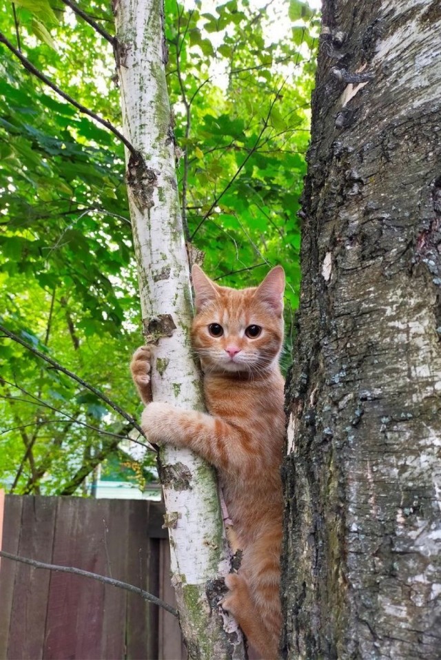 Коты деревенской породы