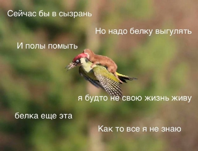Никакие картинки и тексты