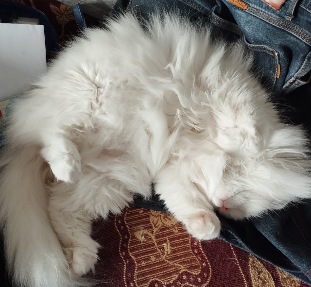 Котовторник же!