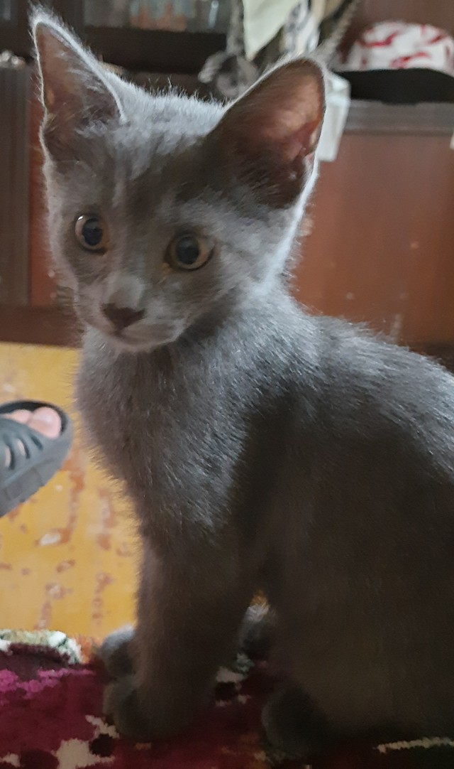 Нос
