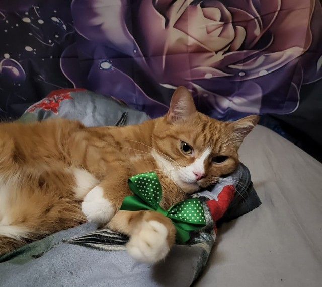 Котэ, совэ и все-все-все