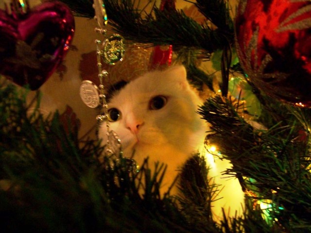 Первый Новый год кошечки