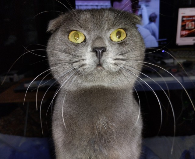 Нефотогеничный кот