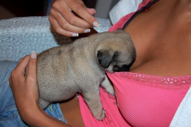 Женщины - венец мироздания! А все мужики - кАзлы!