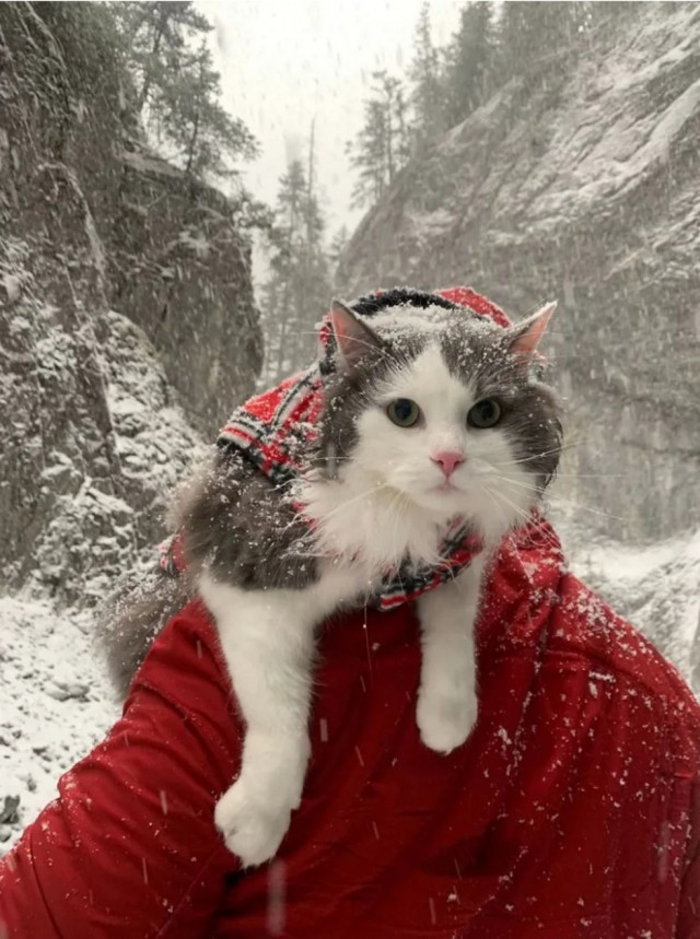 Кот-путешественник Гарри