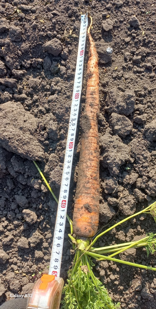 Морковка ЯПовца