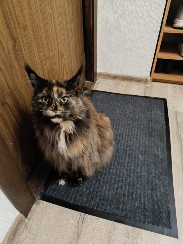 Кот мейн-кун, о котором не заботились