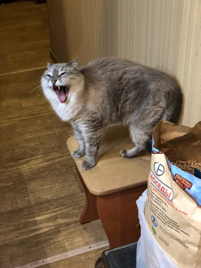 Хурма и коты