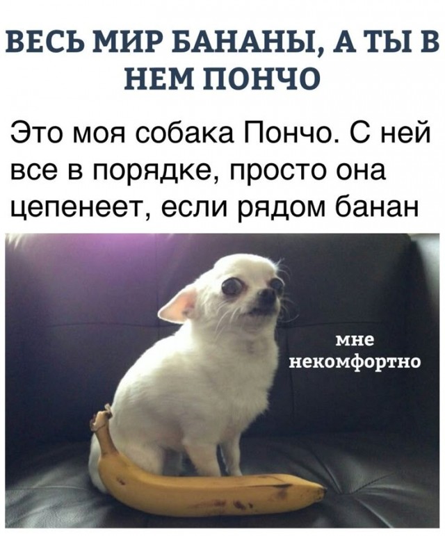 Собаки бояки