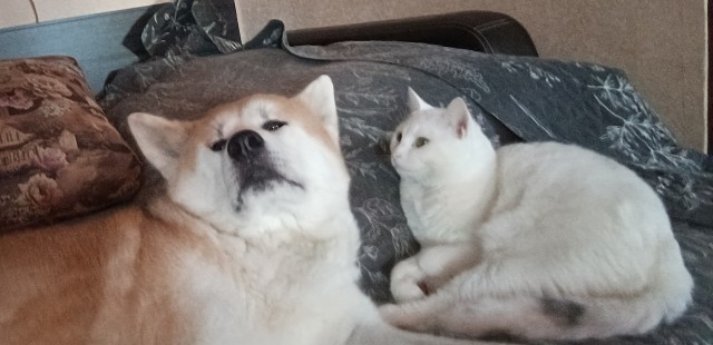 Любвеобильные котики