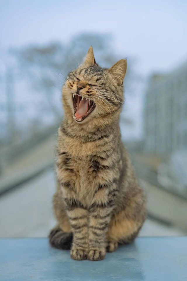 Подборка зевающих котов