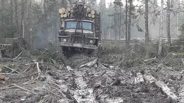 Тайга: Восемь страшных историй