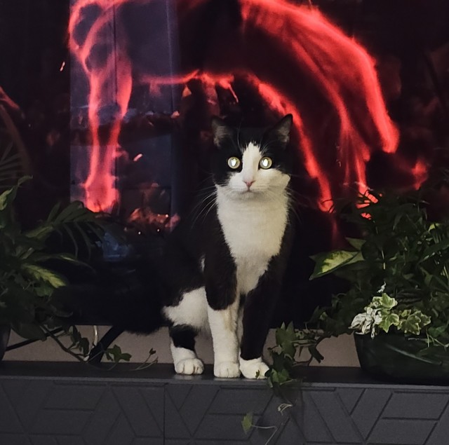 Котофторник