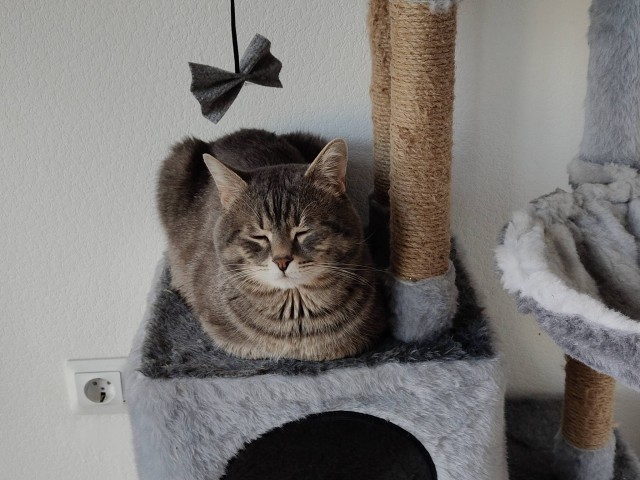 Вернули котёнка
