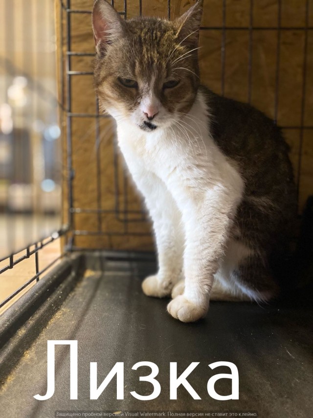 Жизнь домашнего приюта "Котоленд" 546