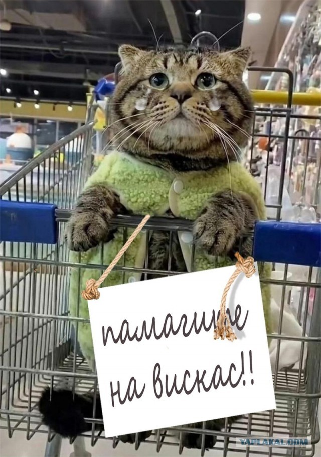 Фотожаба: Грустный котик