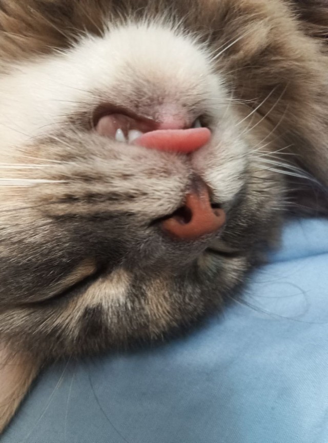 Котовторник. Моё зверьё