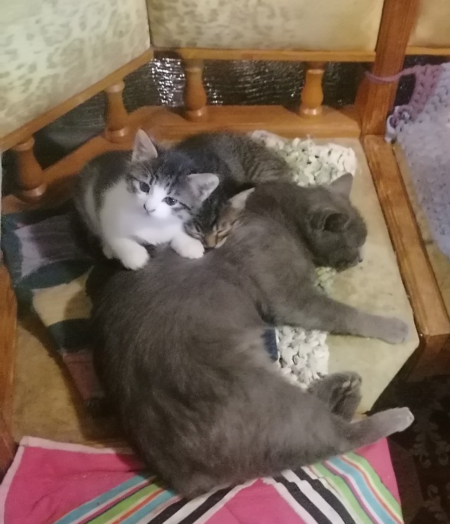 Котят кому? В хорошие руки.