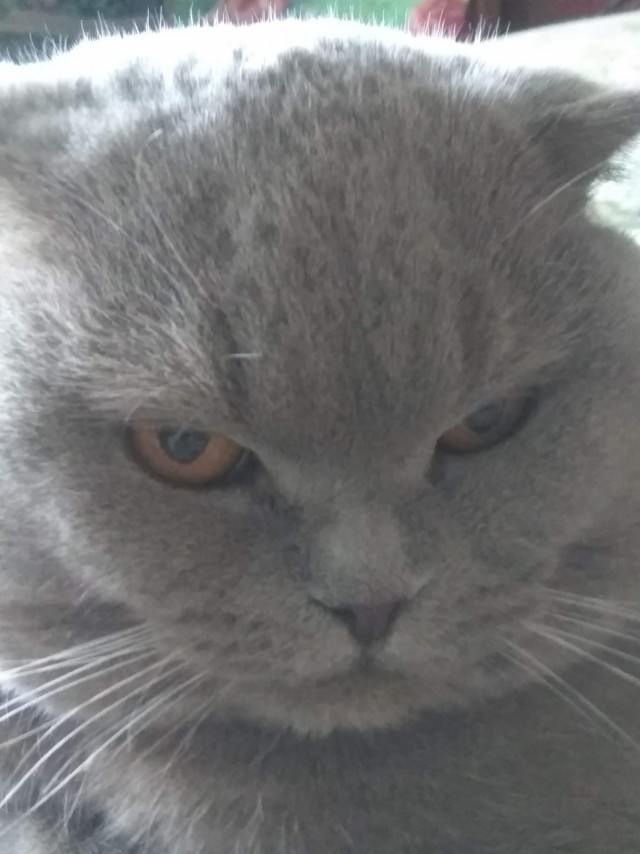 КАА