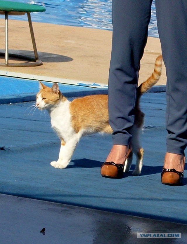 Коты Севастополя