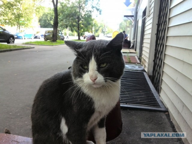 Котовторник   27.08.2013