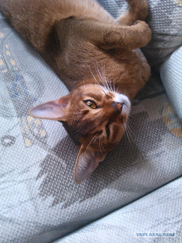 Котовторник 22.10.2013