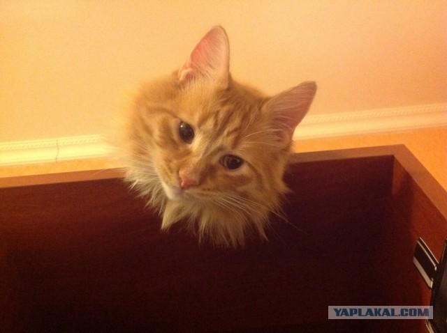 Котовторник  10.12.2013