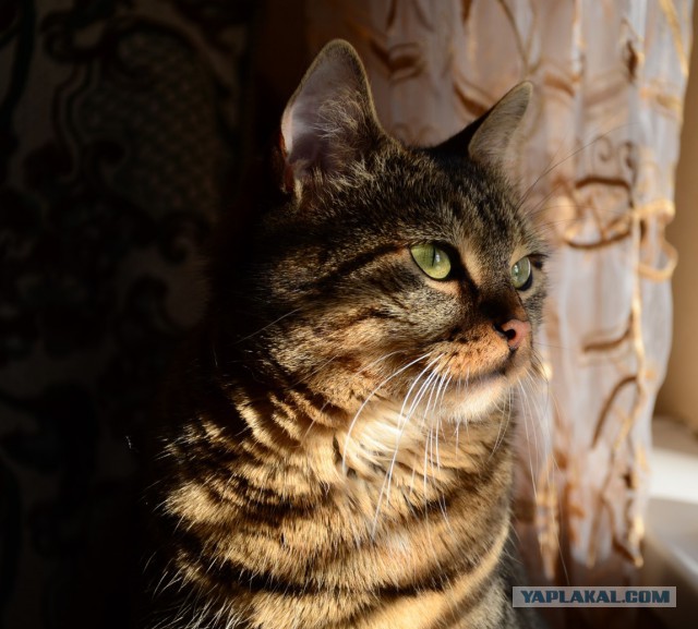 Сегодня, в подъезде моего дома...