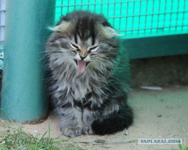 Котовторник 25.02.2014